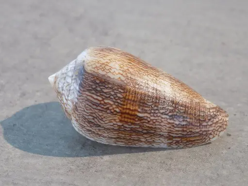 CONIDAE CYLINDER CHOLMONDELEVI