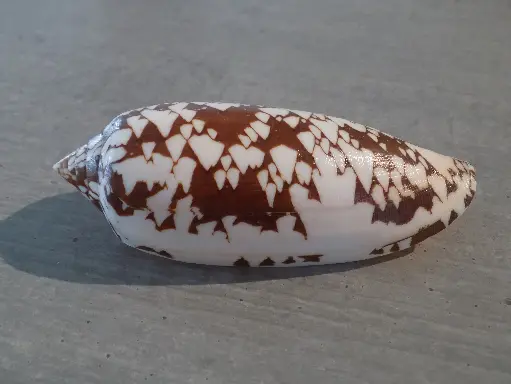 CONIDAE DARIOCONUS AULICUS XL