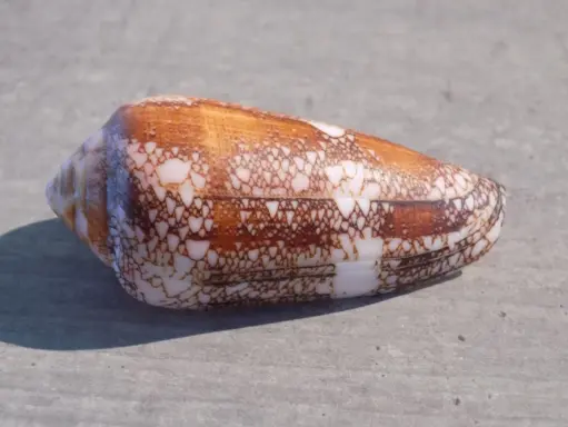 CONIDAE DARIOCONUS MAGNIFICUS 