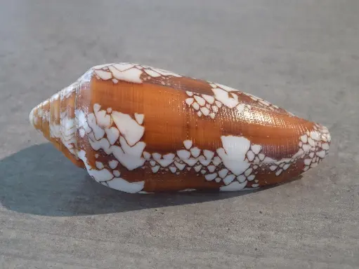 CONIDAE DARIOCONUS MAGNIFICUS XL