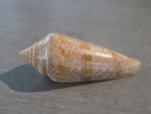 CONIDAE CYLINDER GLORIAMARIS GF