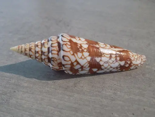 CONIDAE LEPTOCONUS MILNEEDWARDSII MILNEEDWARDSII 