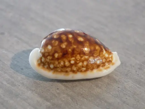 CYPRAEA CRIBRARULA CRIBRARIA Nigérisantes