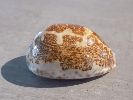 CYPRAEA LEPORICYPRAEA MAPPA ROSEA