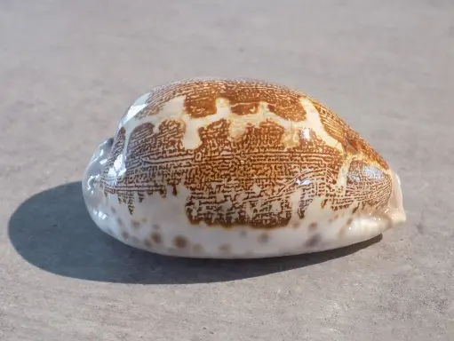 CYPRAEA LEPORICYPRAEA MAPPA ROSEA XL
