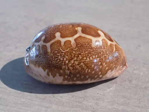 CYPRAEA LEPORICYPRAEA MAPPA VIRIDIS MONTROUZIERI