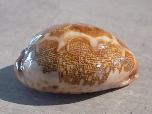 CYPRAEA LEPORICYPRAEA MAPPA VIRIDIS MONTROUZIERI 