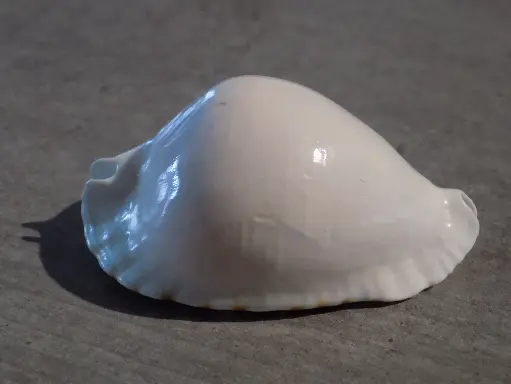 CYPRAEA ZOILA MARGINATA ALBANYENSIS
