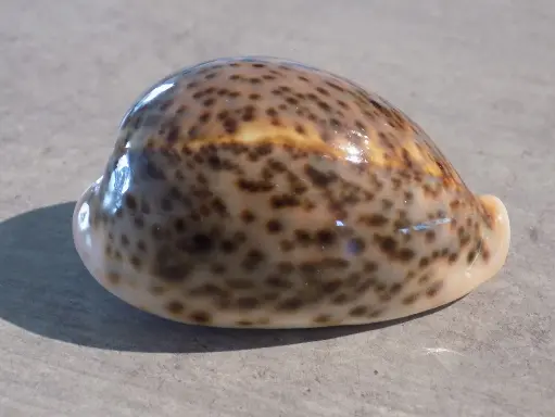CYPRAEA PANTHERINA PANTHERINA
