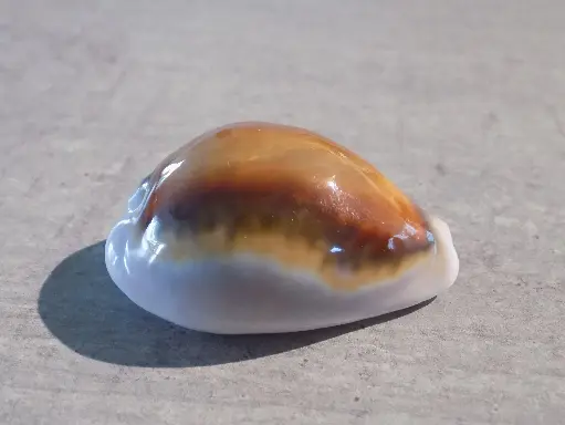 CYPRAEA NEOBERNAYA SPADICEA XL