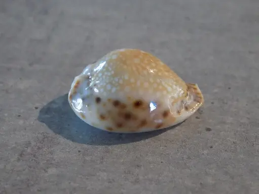 CYPRAEA NARIA LAMARCKII REDIMITA