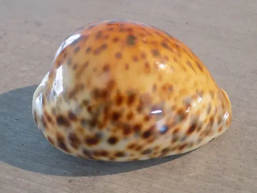 CYPRAEA TIGRIS TIGRIS XXL