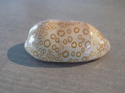 CYPRAEA ARESTORIDES ARGUS CONTRASTRIATA XL