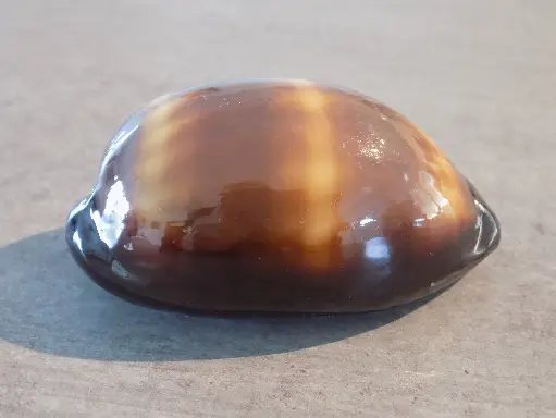 CYPRAEA TALPERIA TALPA TALPA Top