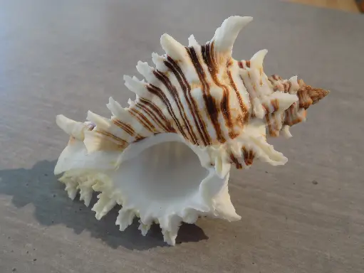 MURICIDAE CHICOREUS BREVIFRONS XL