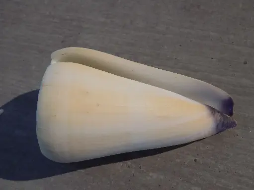 CONIDAE VIRGICONUS VIRGO XL
