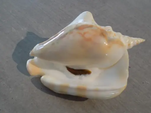 STROMBIDAE THERSISTROMBUS THERSITES 