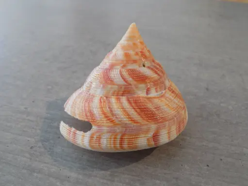 PLEUROTOMARIIDAE MIKADOTROCHUS HIRASEI 