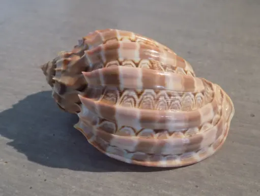 HARPIDAE HARPA CABRITI XL