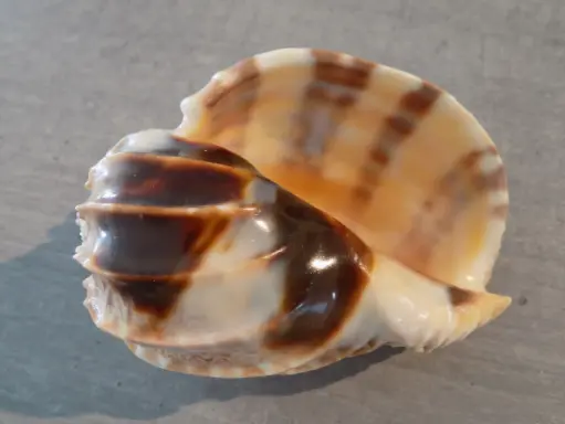 HARPIDAE HARPA CABRITI XXL