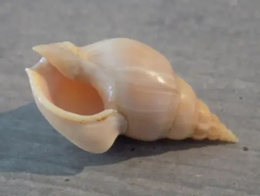NASSARIIDAE NORTHIA NORTHIAE
