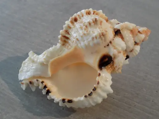 MURICIDAE PHYLLONOTUS OCULATUS