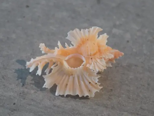 MURICIDAE CHICOREUS ORCHIDIFLORUS