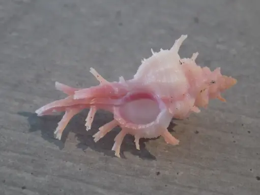 MURICIDAE CHICOREUS ROSSITERI