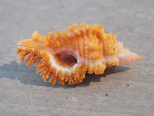 MURICIDAE CHICOREUS PENCHINATI