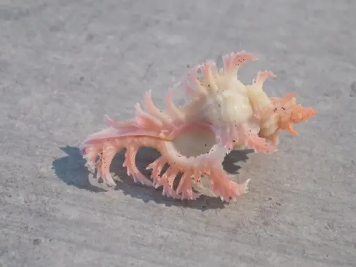 MURICIDAE CHICOREUS NOBILIS