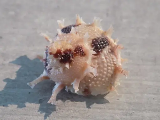 TURBINIDAE BOLMA GIRGYLLUS