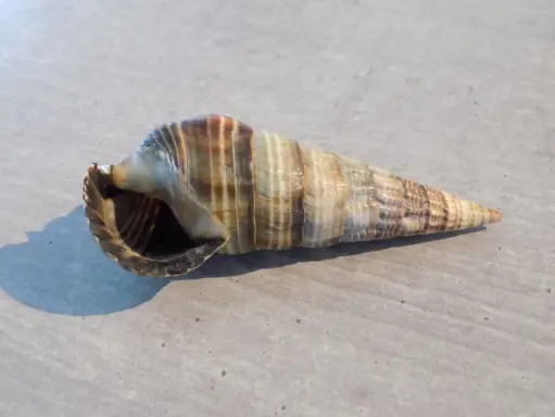 POTAMIDIDAE TEREBRALIA PALUSTRIS