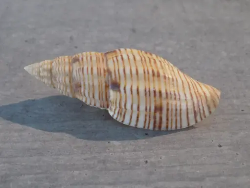 VOLUTIDAE LYRIA PLANICOSTA 