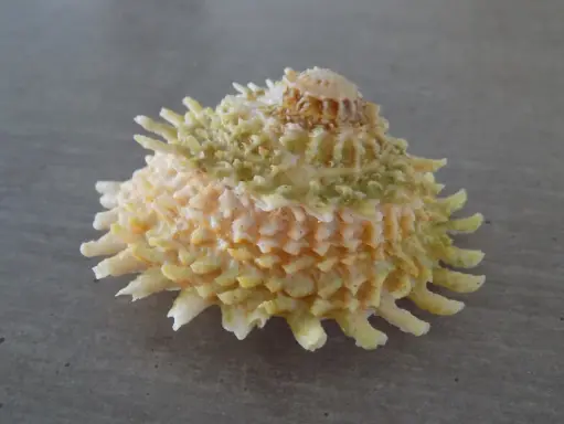 TURBINIDAE LITHOPOMA PHOEBIUM XL