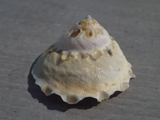 XENOPHORIDAE STELLARIA CHINENSIS
