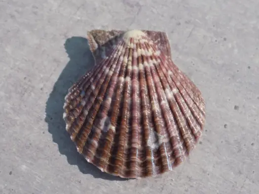 PECTINIDAE MIMACHLAMPS TOWNSENSI