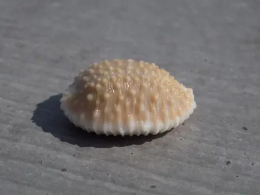 CYPRAEA NUCLEOLARIA GRANULATA 