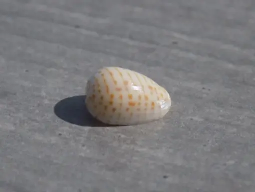 CYSTICIDAE PERSICULA PERSICULOCINGULATA 