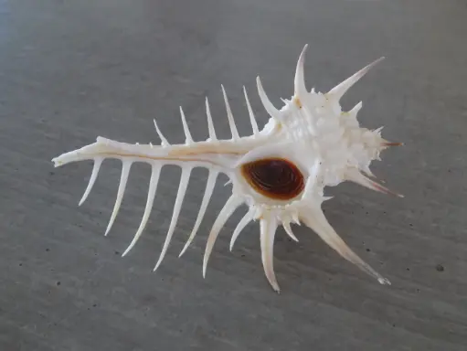 MURICIDAE MUREX TERNISPINA
