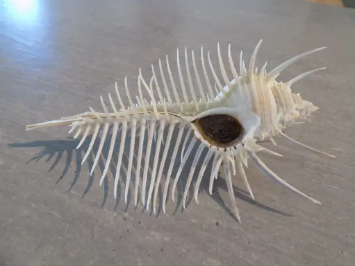 MURICIDAE MUREX PECTEN XL