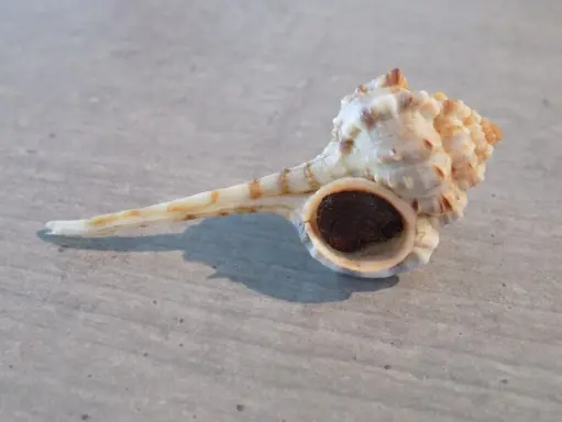 MURICIDAE HAUSTELLUM LANGLEITAE