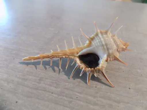 MURICIDAE MUREX AFRICANUS