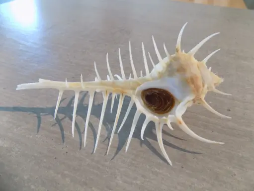 MURICIDAE MUREX SCOLOPAX 