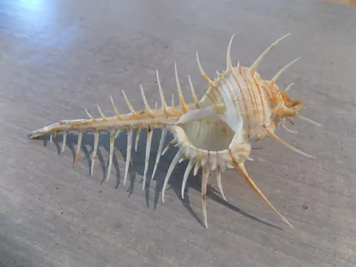 MURICIDAE MUREX TROCHELI
