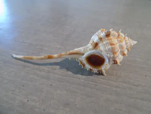 MURICIDAE VOKESIMUREX HIRASEI XL