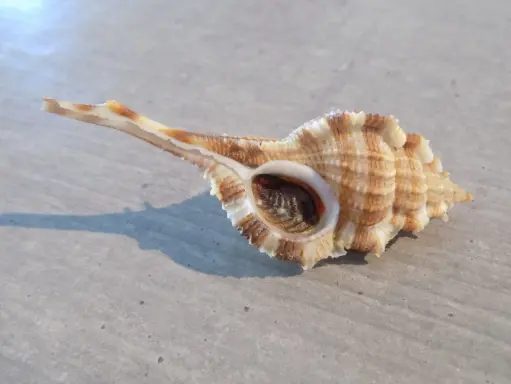 MURICIDAE VOKESIMUREX MALABARICUS