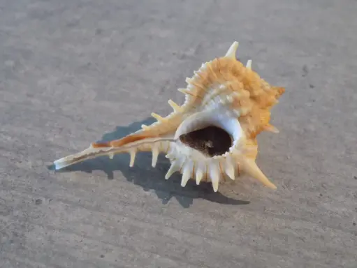 MURICIDAE VOKESIMUREX ELENENSIS