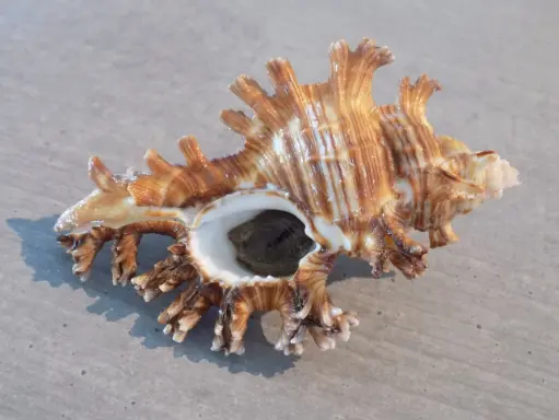 MURICIDAE CHICOREUS PALMAROSAE
