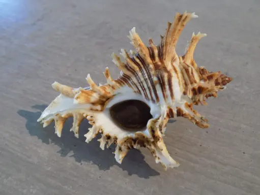MURICIDAE CHICOREUS BREVIFRONS XL
