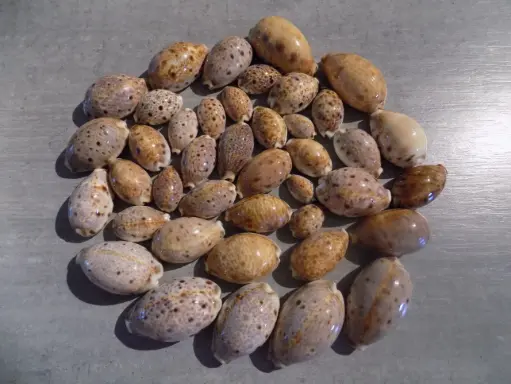 CYPRAEA LYNCINA LYNX LYNX lot 40u